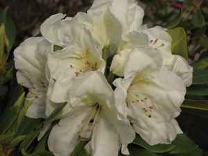 Rhododendron Aloumer ®